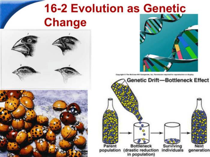 Section 16-2 evolution as genetic change