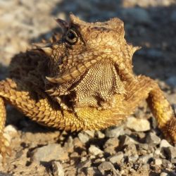 Missouri toads frogs treefrog