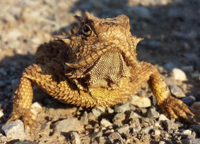 Missouri toads frogs treefrog