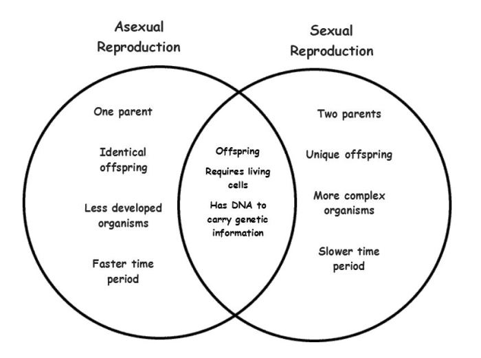 Venn asexual sexual reproduction diagram vs development growth comparison quiz tuesday june