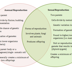 Biology asexual sexual keywords