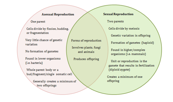 Biology asexual sexual keywords