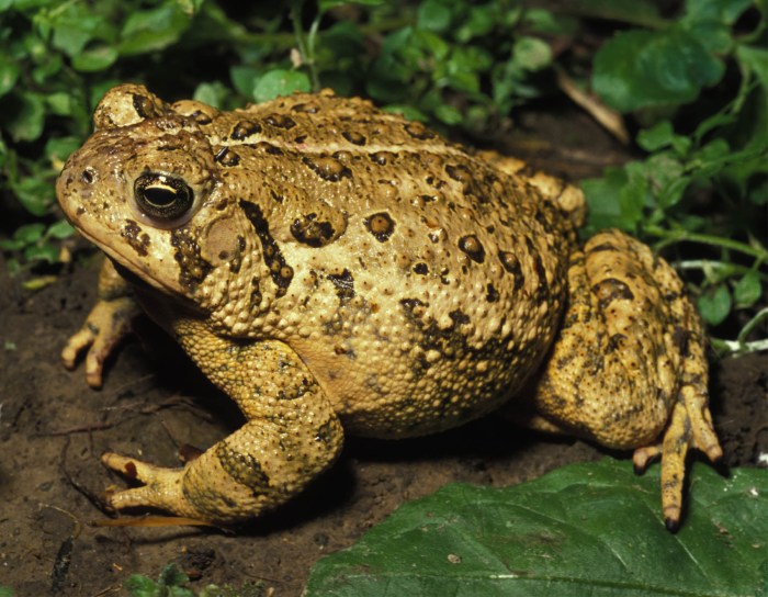 Frogs and toads of missouri