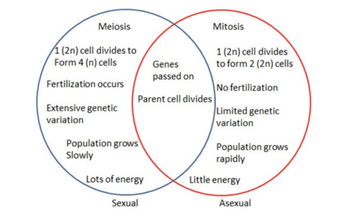 Asexual vs sexual reproduction venn diagram