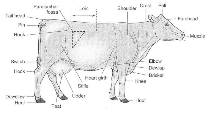 External anatomy of livestock terms & terminology