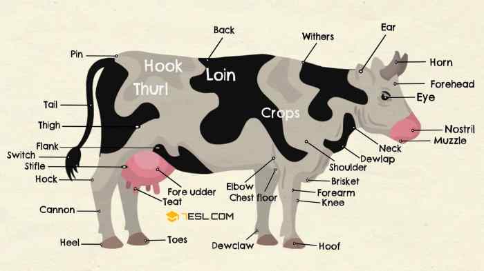 External anatomy of livestock terms & terminology