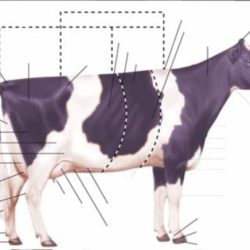 External anatomy of livestock terms & terminology