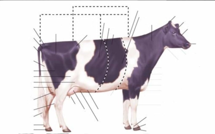 External anatomy of livestock terms & terminology