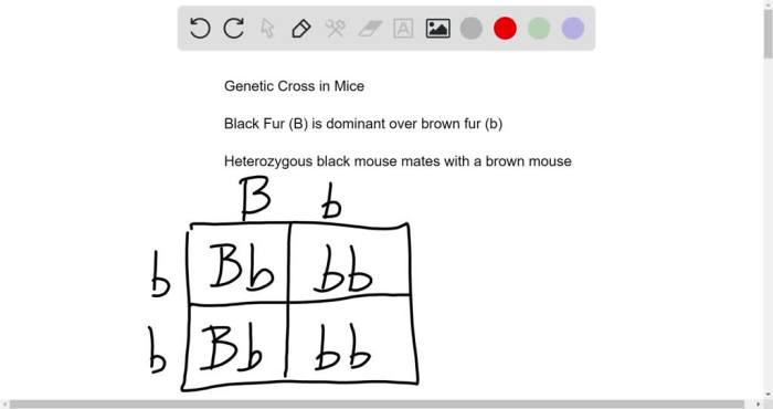 Heterozygous homozygous between difference genetics inheritance mendel human patterns dominant cross generation anatomy alleles phenotype gametes figure pea physiology punnett