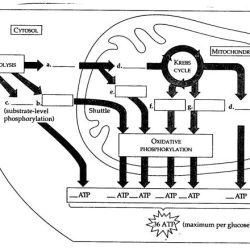 Cellular respiration crossword puzzle answer key pdf