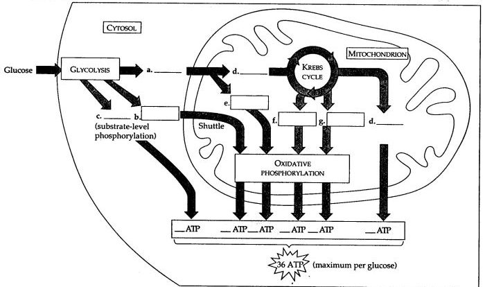 Cellular respiration crossword puzzle answer key pdf