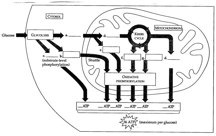 Cellular respiration crossword puzzle answer key pdf