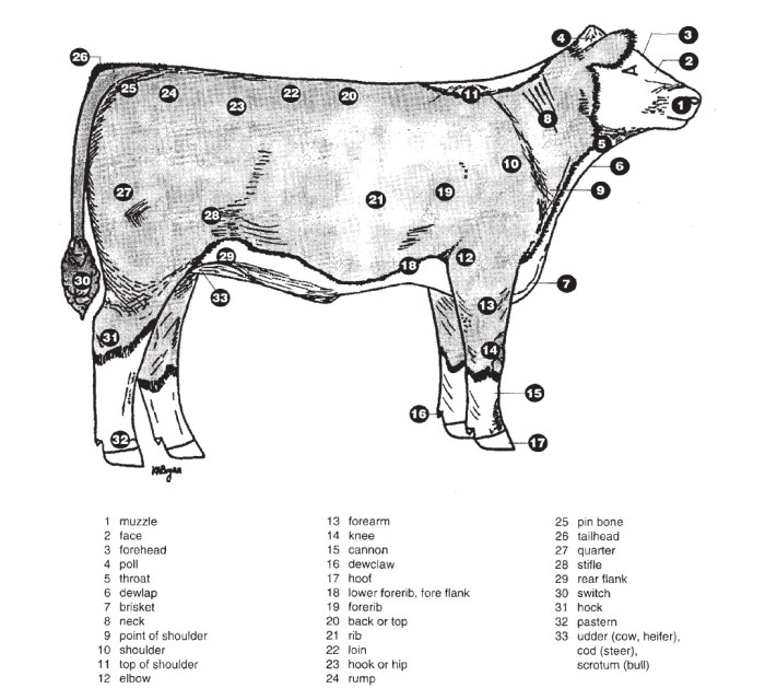 External anatomy of livestock terms & terminology