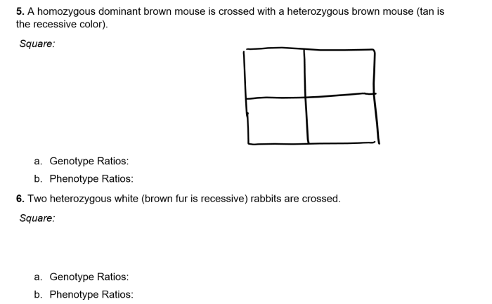 Two heterozygous white brown fur is recessive rabbits are crossed