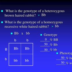 Heterozygous crossed genotype phenotypes ratios outline