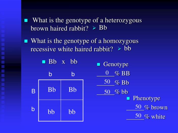 Heterozygous crossed genotype phenotypes ratios outline